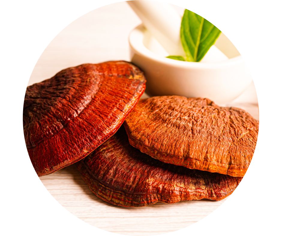 reishi houba
